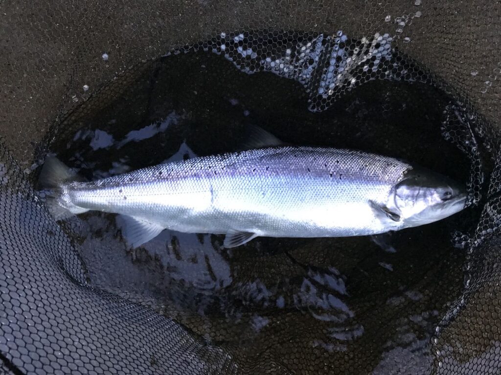 Friday 20/02/2026 Gearing Up for the New Salmon Season on the River Moy ...